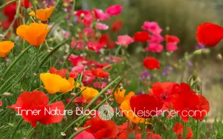 Mentoring & Supervision: Tending to Your Coaching Garden
