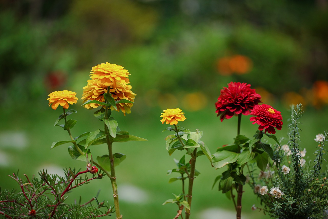 Crepe Myrtles: A Love Story Between You and Your Garden