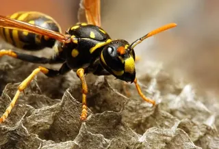 Top 4 Ways to Effectively Prevent Wasps Infestations in Victoria