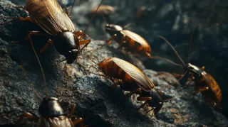 Love Your Home: Show It With Proper Pest Management