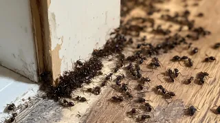 Ants and Termites in Sooke: Tiny Pests, Major Problems