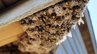 Safeguarding Summers from Wasps and Hornets in Victoria, BC