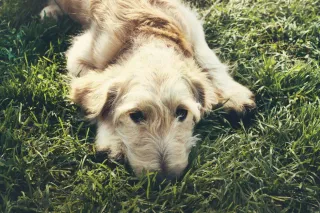 Pet-Friendly Landscaping: Why 100% Recyclable Artificial Turf is the Ideal Solution