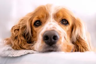 Why You Need A Dog Trainer