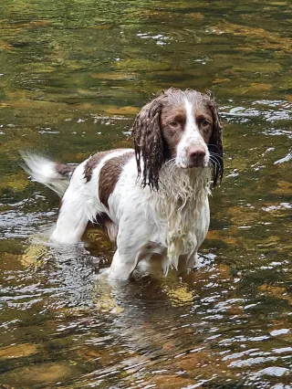 How To Keep Dogs Cool In Summer Heat