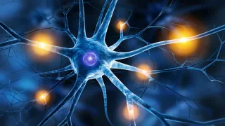 Nerve Damage Explained: Pinched Nerve vs Neuropathy vs Radiculopathy | Evansville & Newburgh Chiropractic