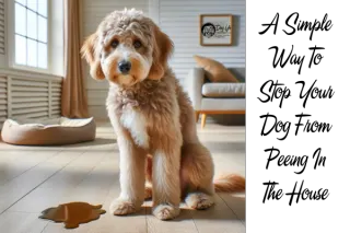 A Simple Way To Get Your Dog To Stop Peeing In The House