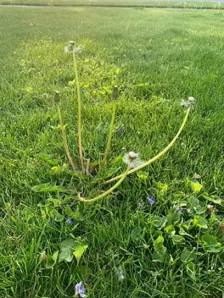 Dandelion or Blade of Grass