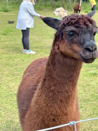 Alpacas and Wellness :-)