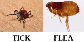 FAQ image