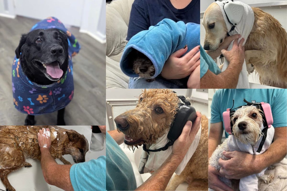 The Ultimate Guide to Low-Stress Grooming: How Holistic Care Transforms Reactive Dogs at The Turquoise Pooch Paw Spa