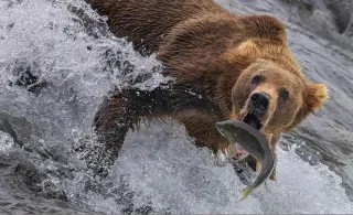 Local Photographer Wins Best of Nation Award with Stunning Wildlife Image