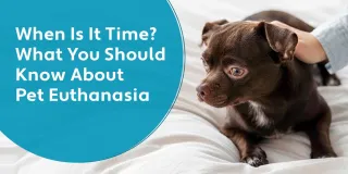 Pet Euthanasia: A Compassionate Guide to Saying Goodbye