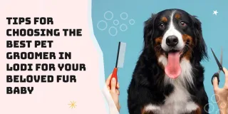 How to Choose the Right Pet Groomer in Lodi for Your Furry Friend