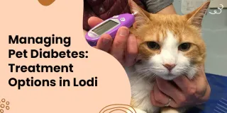 Effective Pet Diabetes Management and Treatment Options in Lodi, CA