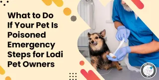 What to Do If Your Pet Is Poisoned: Emergency Steps for Lodi Pet Owners