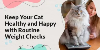 Why Regular Weight Checks Can Add Years to Your Cat’s Life