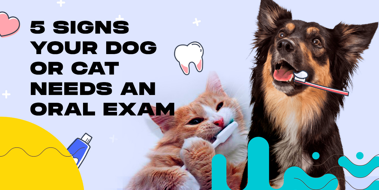 Dental Health for Pets: 5 Signs Your Dog or Cat Needs an Oral Exam