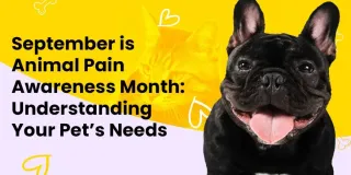 September is Animal Pain Awareness Month: Understanding Your Pet’s Needs