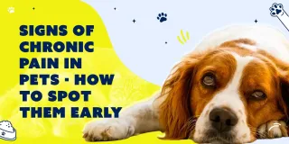 Signs of Chronic Pain in Pets Nobody Talks About 