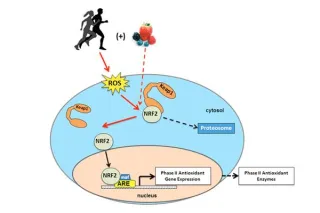 La importancia de activar Nrf2