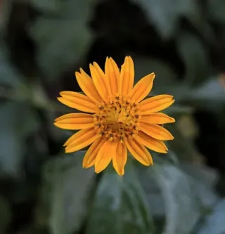 Arnica, Your $7 Solution to Trauma and Pain