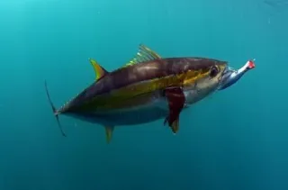Every Fish is Different, but they all Eat!