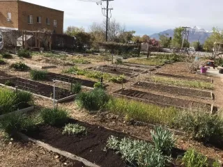 Cultivating Connection: The Power of Community Gardens
