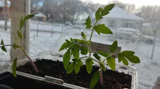 Garden Ready in February