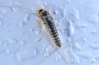 How Professional Exterminators Help You to Get Rid of Silverfish in Ottawa?