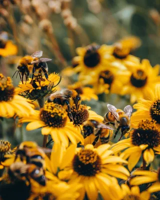 The Buzz on Bees: Importance and Safe Management