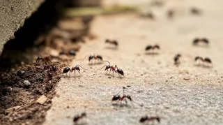 Spring Into Action: Preparing Your Home for Seasonal Pests