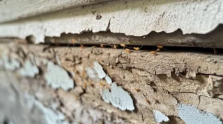 Summer Termite Alert: Protect Your Home from Costly Damage