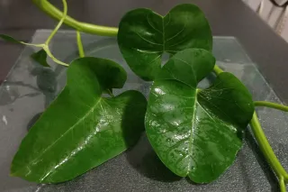 Kangkung: How to Grow, Harvest & Enjoy This Unique Healthy Veggie
