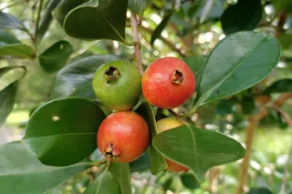 Strawberry Guava: Ready to Uncover Their Sweet Little Secrets?