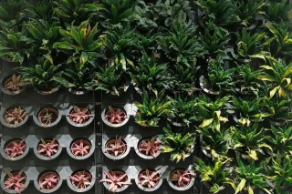 Aeroponics, Hydroponics and Aquaponics: Which New Growing Method Is Superior?