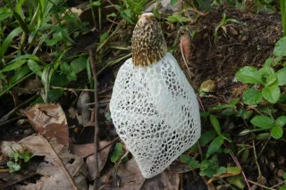 Bridal Veil Stinkhorn: Is It a Foul Pest or Welcome Garden Ally?