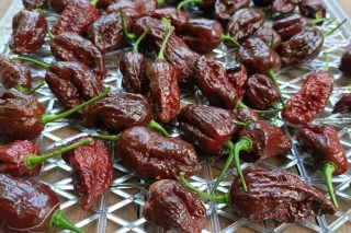 Chocolate Bhutlah Peppers: Think You Can Handle Their Intense Heat?