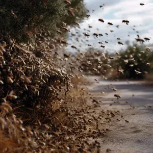 Humane Bee Removal vs. Extermination: A Houston Guide