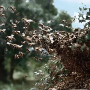 Why You Should Never Ignore a Bee Infestation in Houston