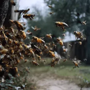 How Houston Weather Affects Bee Swarms and Removal