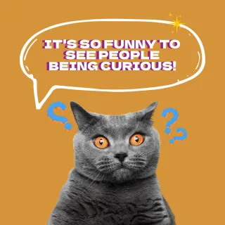 Build Curiosity