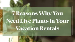 7 Reasons Why You Need Live Plants in Your Vacation Rentals