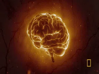 Functional Neurology: A New Approach to Pain and Performance