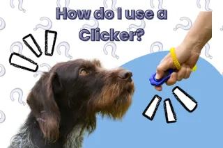 How do I use a clicker?