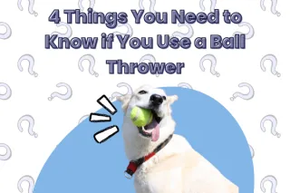 Are ball launchers okay for my dog?