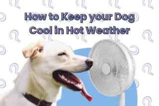 How to Keep Your Dog Cool in Hot Weather