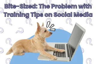 Bite-Sized: The Problem with Training Tips on Social Media