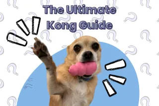 The Ultimate Kong Guide