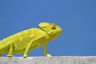 FAQ image